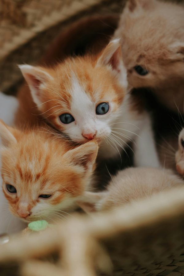 Bien choisir la litière pour chatons : conseils essentiels