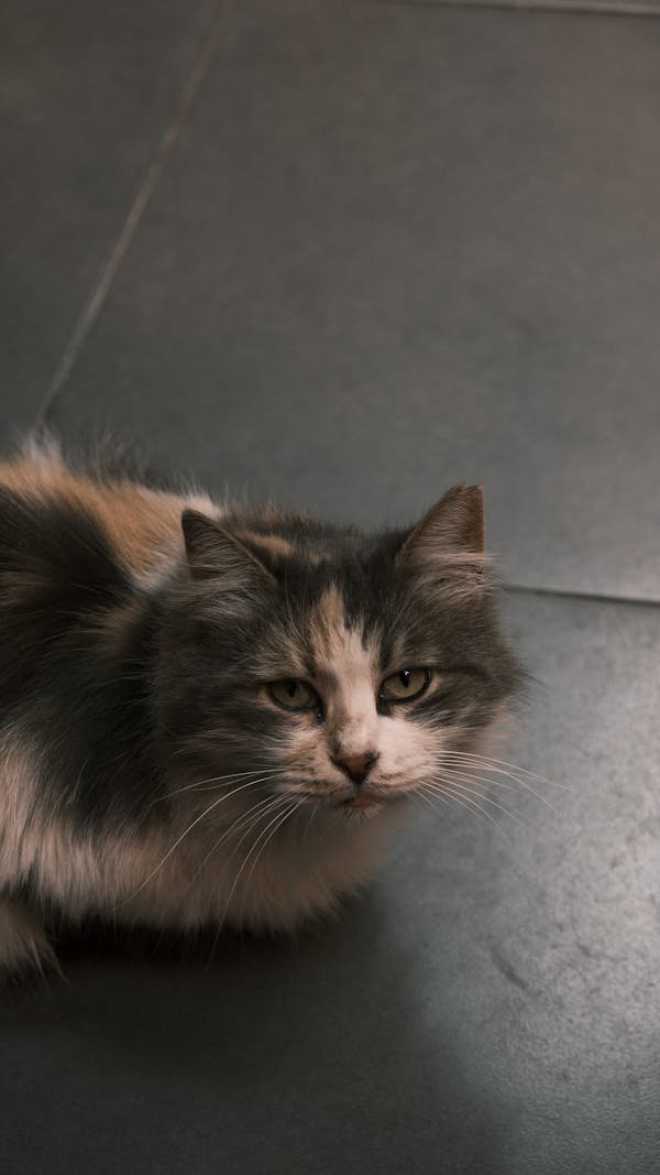 Laxatone : un allié pour la digestion de vos animaux