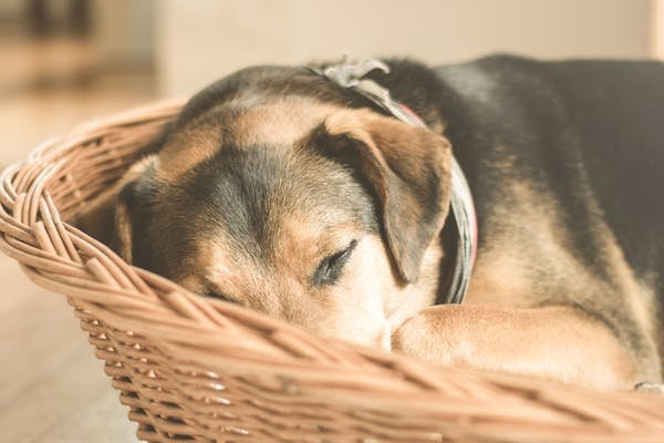 Offrez à votre chien le meilleur panier pour un sommeil paisible
